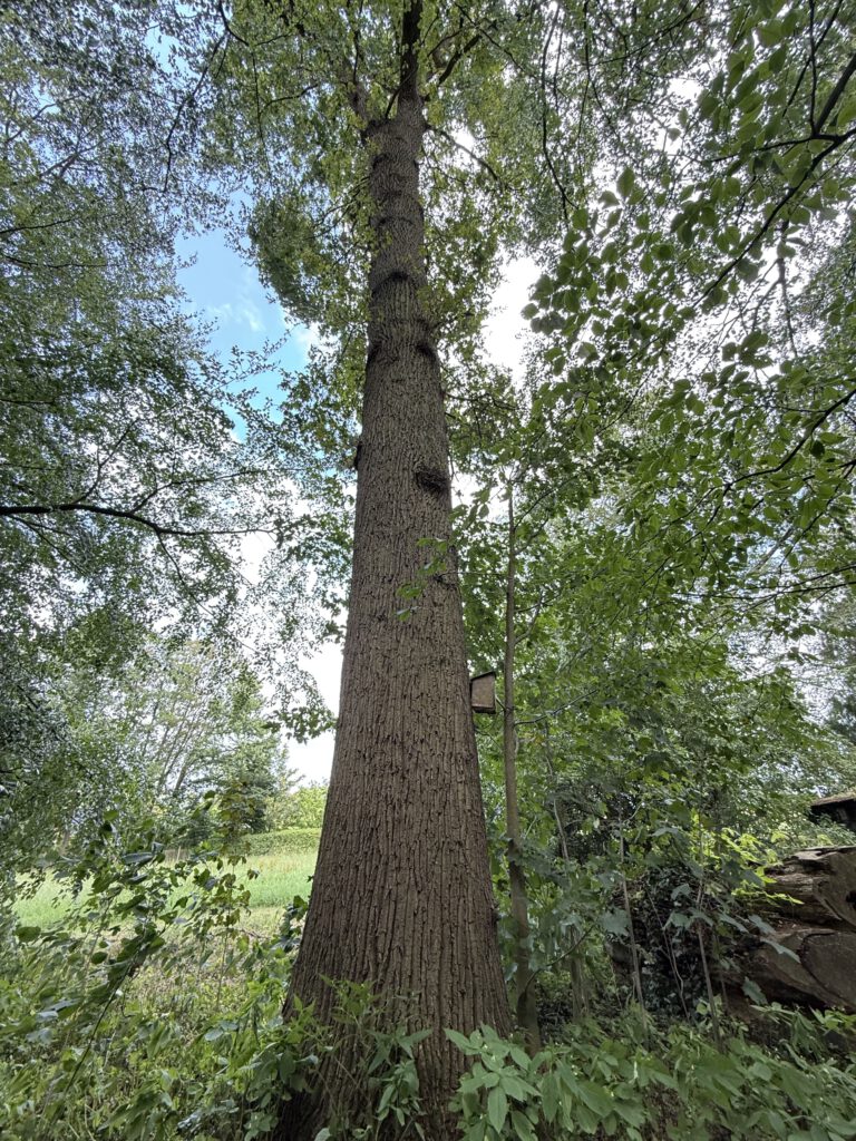 Hoge volwassen eik op een landgoed in Twente