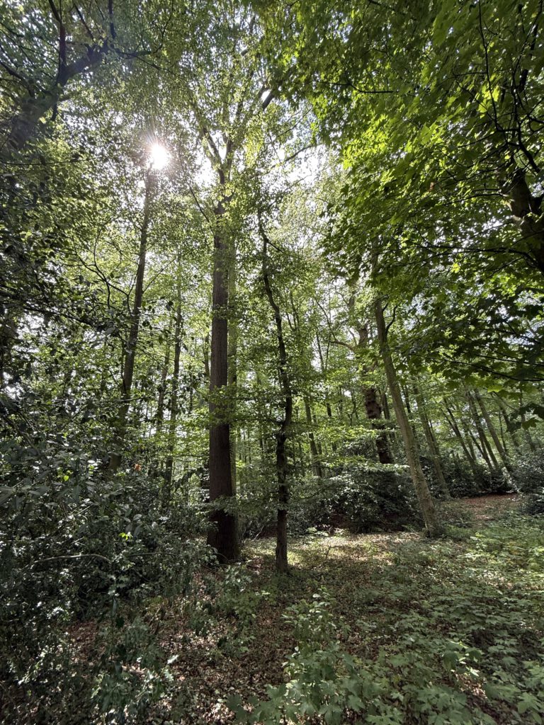 Bos op een Twents landgoed met oude eiken in het zonlicht