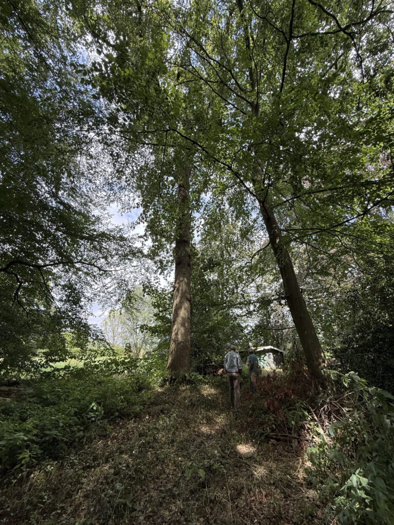 Vrijwilligers van het Bottermuseum bekijken oude eiken op een landgoed in Twente