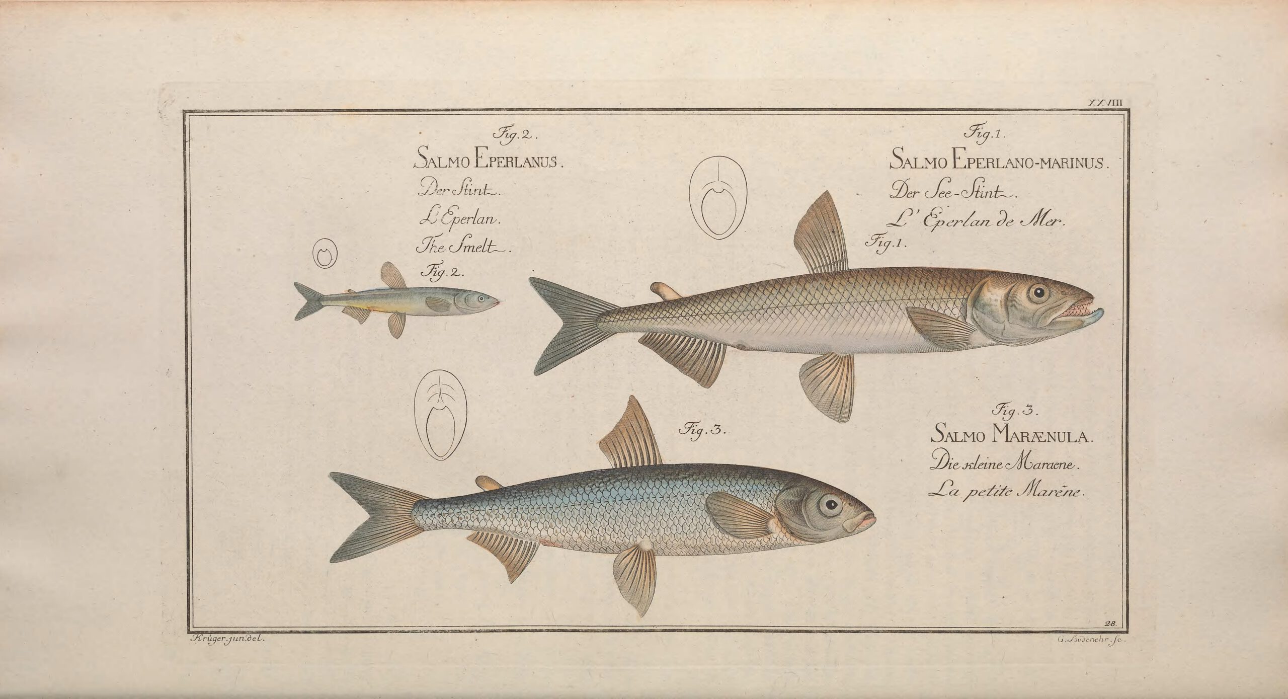 Spiering op een historische illustratie uit 1785